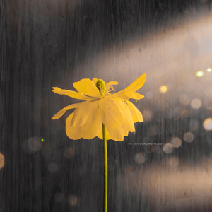 黄瓜视频下载app下载免费版下载
